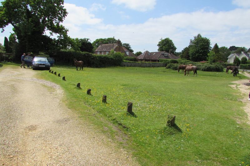 New Forest ponies near Brockenhurst